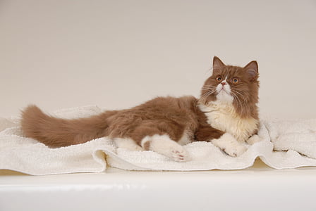 white and brown Persian cat lying on white towel thumbnail