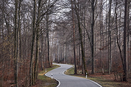 empty road in between bare forest trees thumbnail