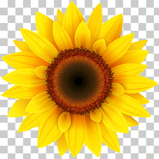 Common sunflower Pixel XCF, Sunflower , yellow sunflower PNG clipart