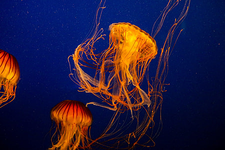 Jellyfish, Compass Jellyfish thumbnail