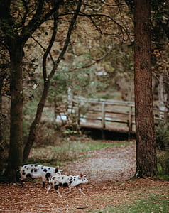two black-and-white pigs walking near tree and bridge thumbnail
