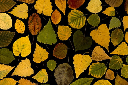 assorted-color leaf lot thumbnail