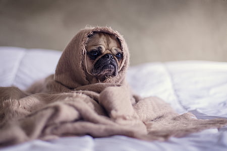 fawn pug in brown blanket thumbnail