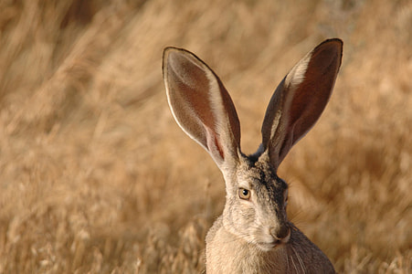 selective focus of brown bunny thumbnail