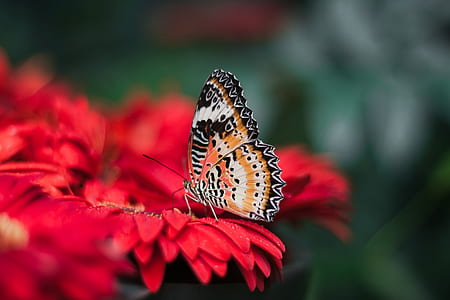 closeup photography of leopard lacewing butterfly perched on red petaled flower thumbnail