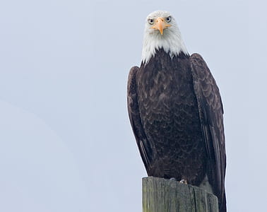bald eagle on wooden log thumbnail