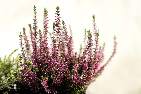 selective focus photo of pink and green plant thumbnail