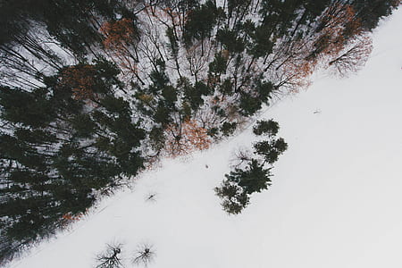 aerial photography of snow covered forest floor thumbnail