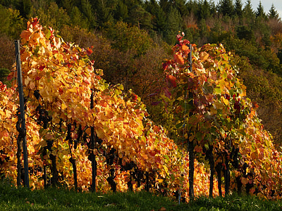 landscape photo of brown leaf trees thumbnail