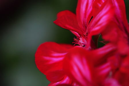selective focus photography of red petaled flower thumbnail