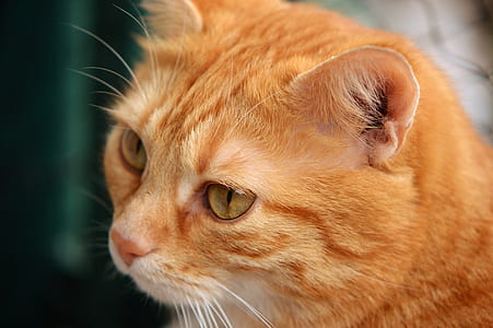 close-up of orange tabby cat thumbnail