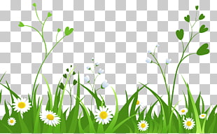 , Daisies with Grass , white flowers illustration PNG clipart