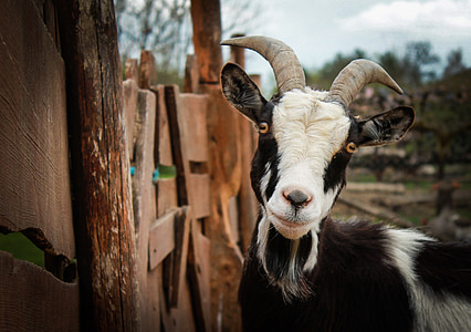 black and white goat thumbnail