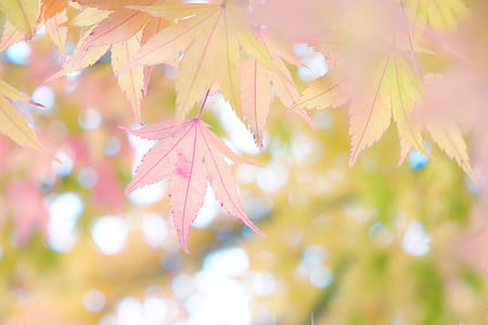 selective focus photography of purple leaves thumbnail