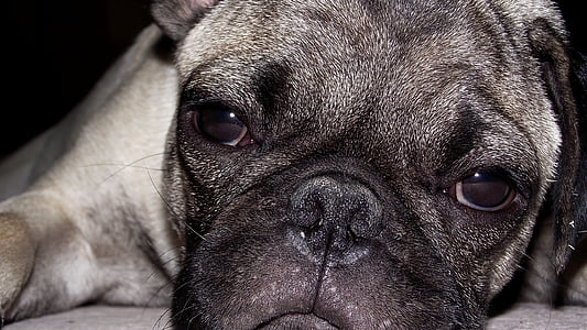 adult fawn pug on focus photo thumbnail