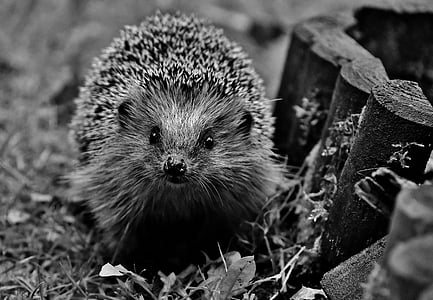 greyscale photo of hedgehog thumbnail