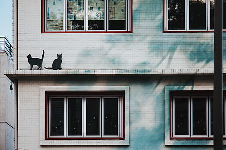 two black cats on gray painted building beside window thumbnail