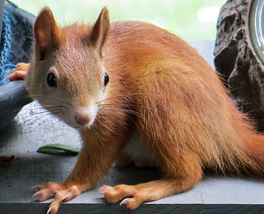 close-up photography of brown rodent thumbnail