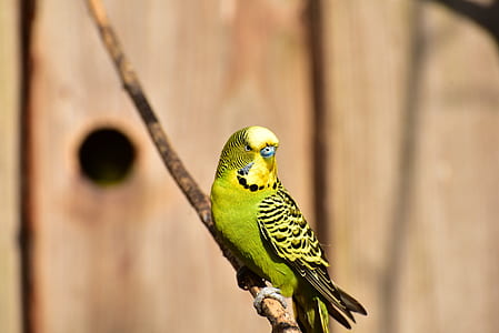 green and black parakeet thumbnail