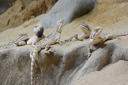 Agama Steppe, Trapelus Sanguinolentus thumbnail