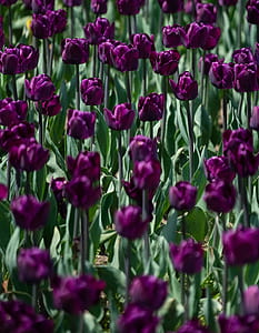purple petal flowers field thumbnail