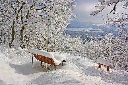 bench covered with snow near bare trees at daytime thumbnail