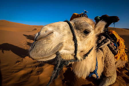Front View of a Camel at the Desert Area thumbnail