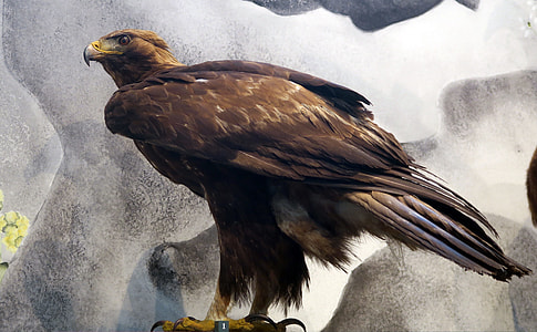 Adler, The Nature Museum In St Gallen thumbnail