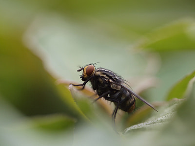 black and yellow horse fly on green leaf thumbnail