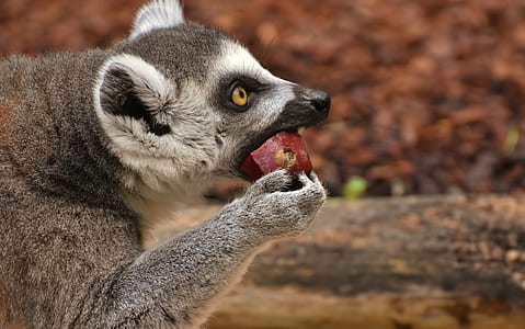 leemer eating fruit thumbnail