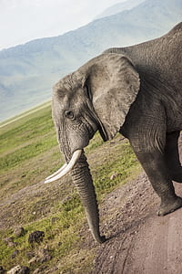 gray mammoth walking on ground thumbnail