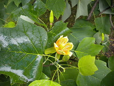 Tulip Tree, Tree thumbnail