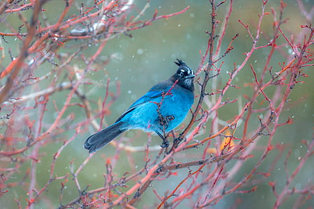 shallow focus photography of blue bird at the branch of the tree thumbnail