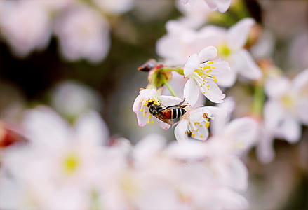 Close-up Photo of Black and Brown Wasp on White 5-petaled Flower thumbnail