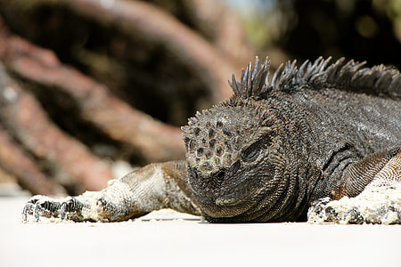 grey and black iguana thumbnail