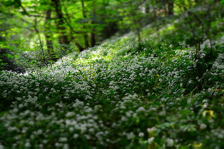focus photo of green and white flowers in the forest at daytie thumbnail