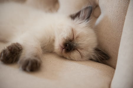 Siamese kitten sleeping on sofa thumbnail