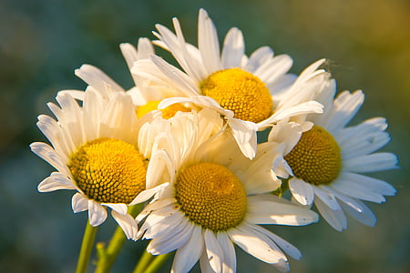 four white-and-yellow flowers thumbnail