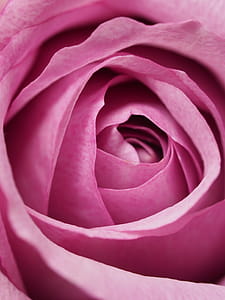 Closeup Photography of Pink Rose Flower thumbnail