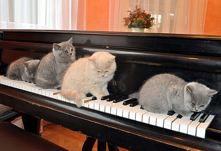 three Russian Blue cats and one orange Tabby cat on wooden piano thumbnail