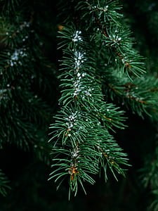 photography of pine tree with snow thumbnail