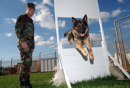 adult German shepherd during daytime thumbnail