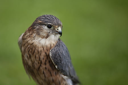 focus photography of short-beaked brown bird thumbnail
