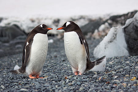 Selective Focus Photography of Two Penguins thumbnail