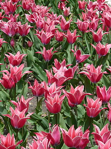 close-up photo of pink tulip flower field thumbnail