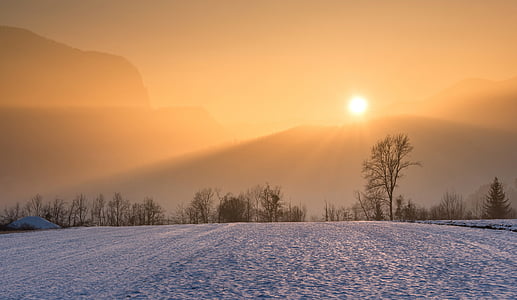 landscape photograpy of green leaf tree at golden hour thumbnail