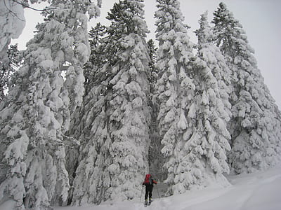 person in front of trees filled with snow thumbnail
