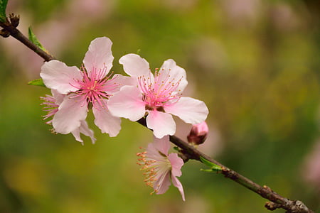 selective focus photography of cherry blossom thumbnail