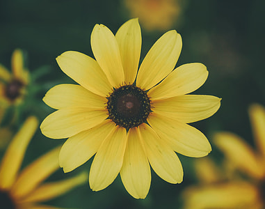 shallow focus photography of sunflower thumbnail