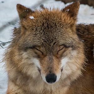 shallow focus photography of brown wolf thumbnail